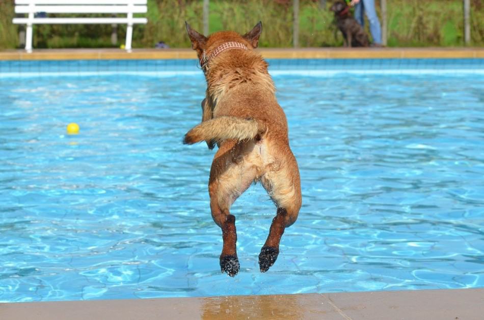 dog jumping in a pool