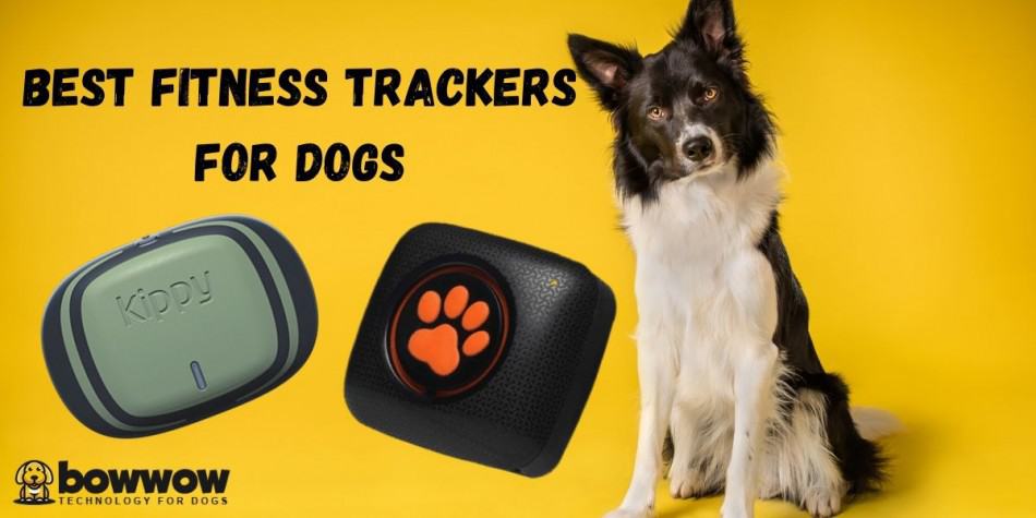 dog fitness trackers