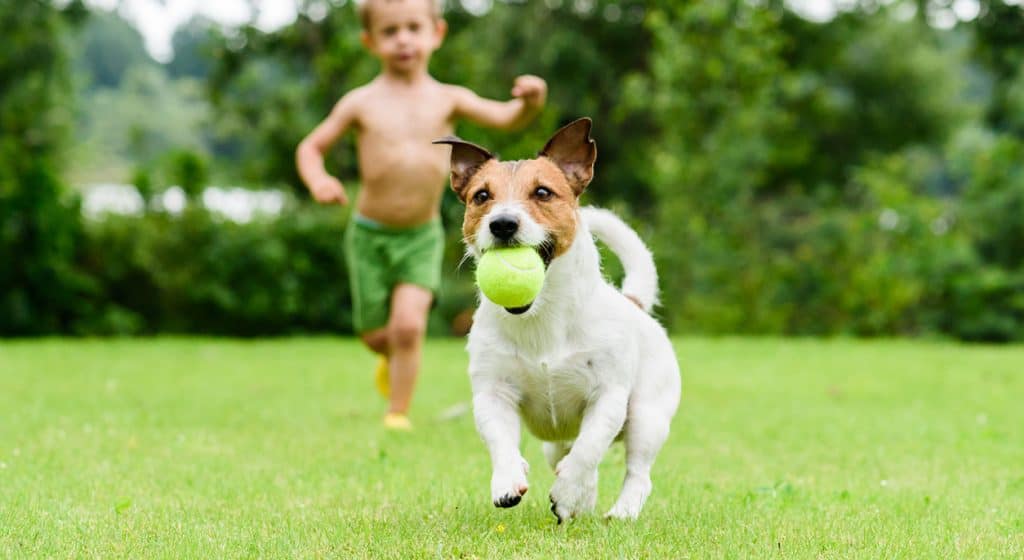 Best Tennis Ball Launchers for Dogs Play Fetch the EASY way Bowwowtech