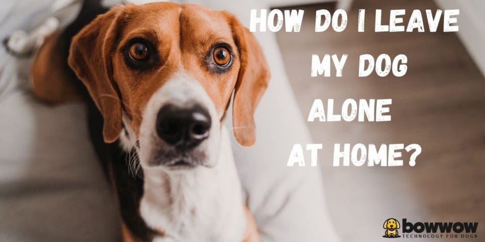 How Do I Leave My Dog Home Alone? 1