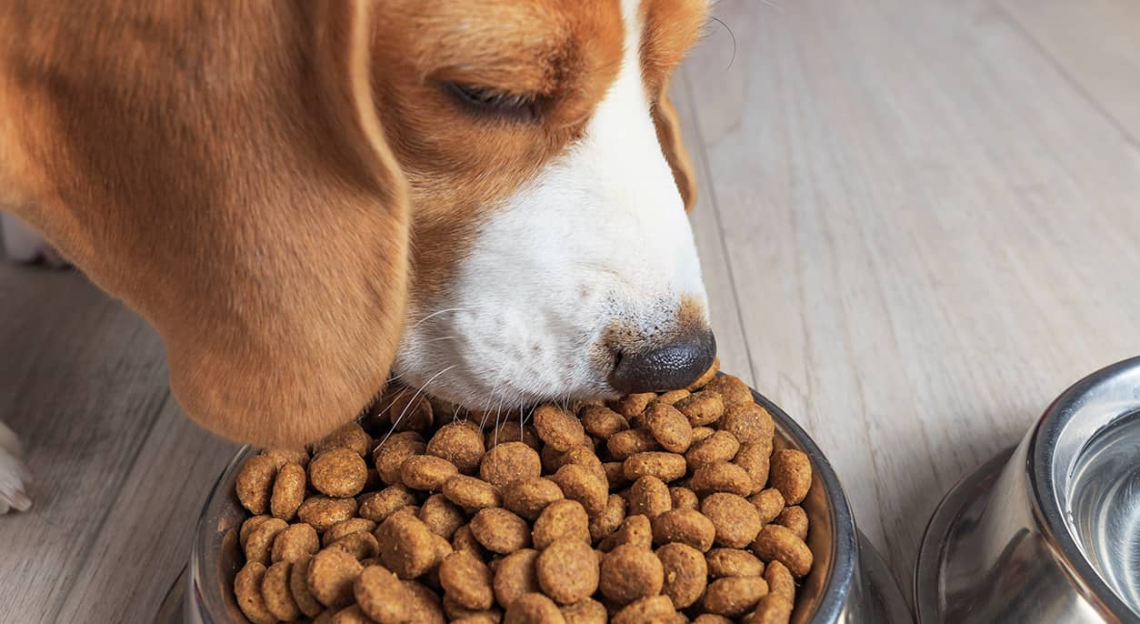 Choosing the Right Dog Food to Keep it as Healthy as Possible 1