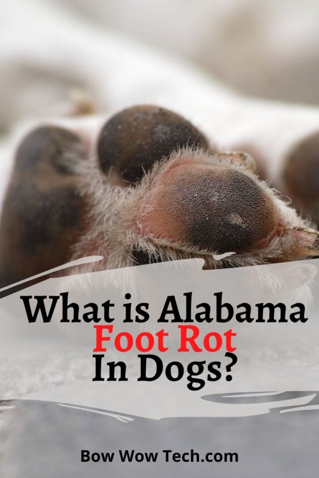 Alabama Foot Rot | What Is It and What To Do? 1