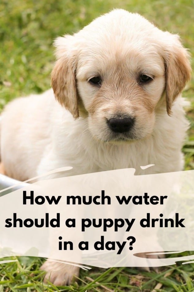 how much water should a puppy drink