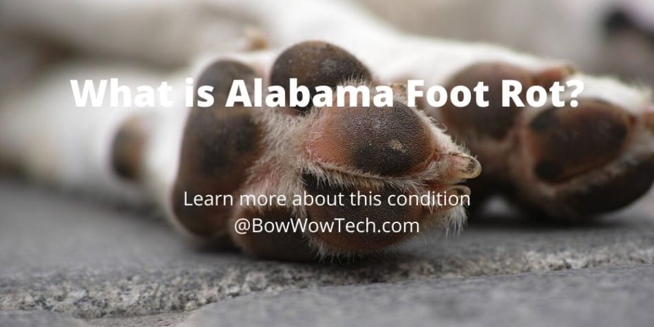 alabama foot rot