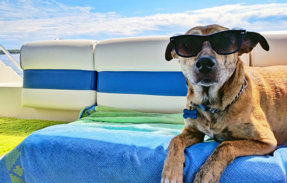 How to Keep Your Dog Cool in Summer | 6 Ideas to Consider 1