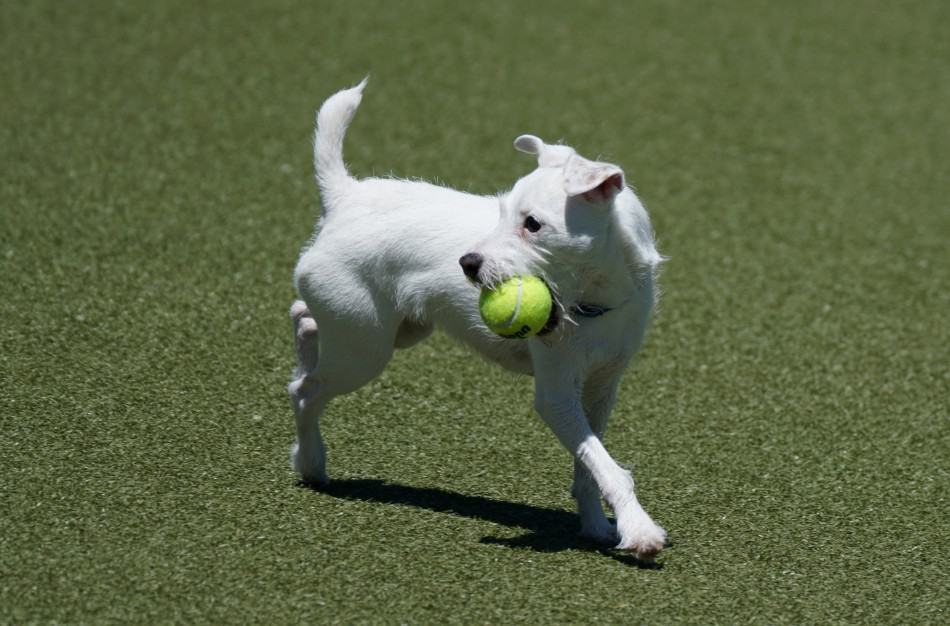 Best Tennis Ball Launchers For Dogs