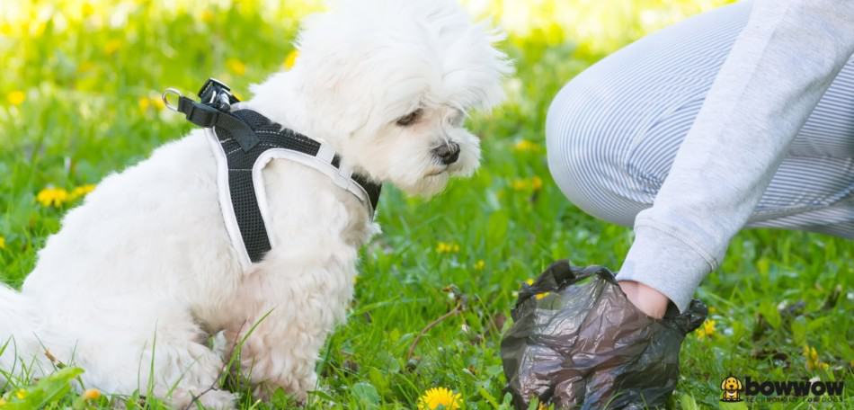 How Many Times a Day Should a Dog Poop?
