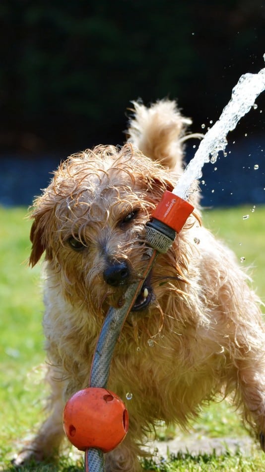 How to Keep Your Dog Cool in Summer | 6 Ideas to Consider 2
