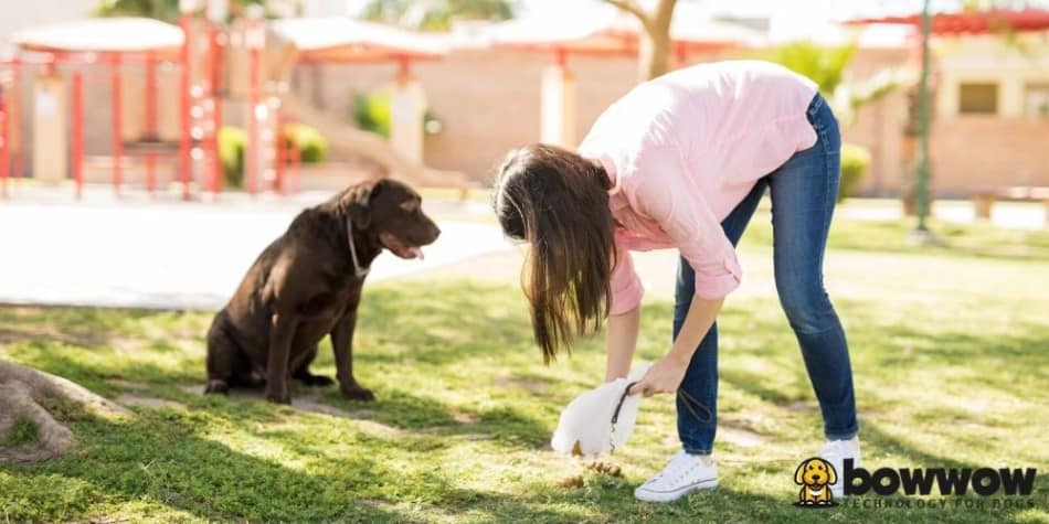 How Many Times a Day Should a Dog Poop?
