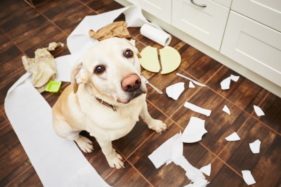 How to Recognise and Calm Separation Anxiety in Dogs 1