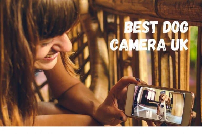 The Best Dog Camera (UK) in 2020 Keep an Eye on Your Dog When You Are