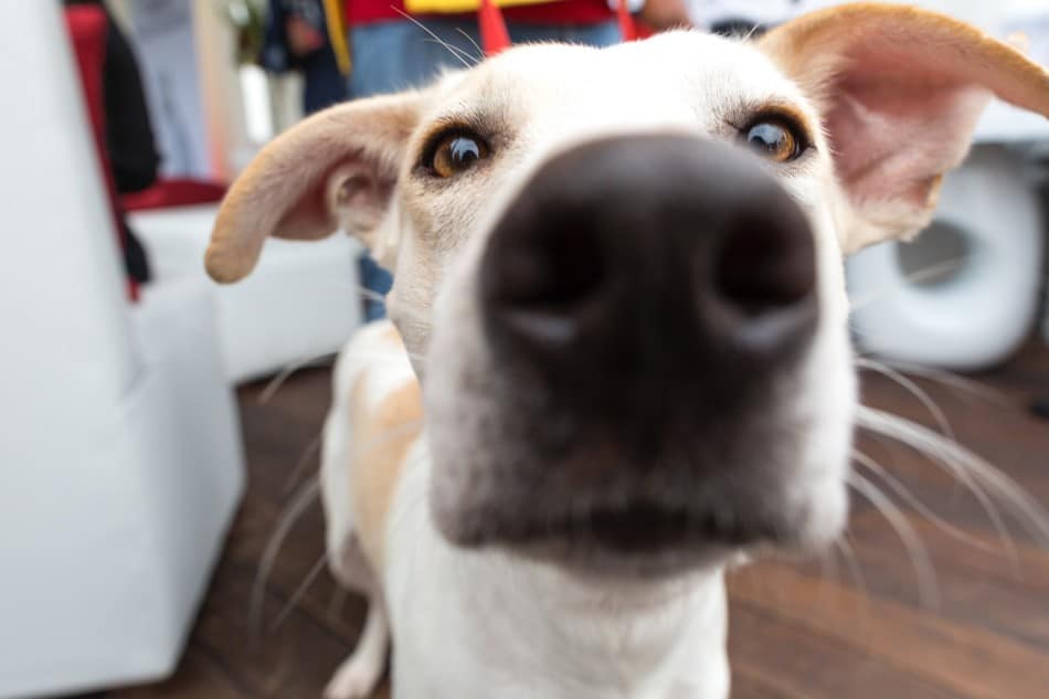 The Best Dog Camera (UK) in 2020 | Keep an Eye on Your Dog When You Are Out 17