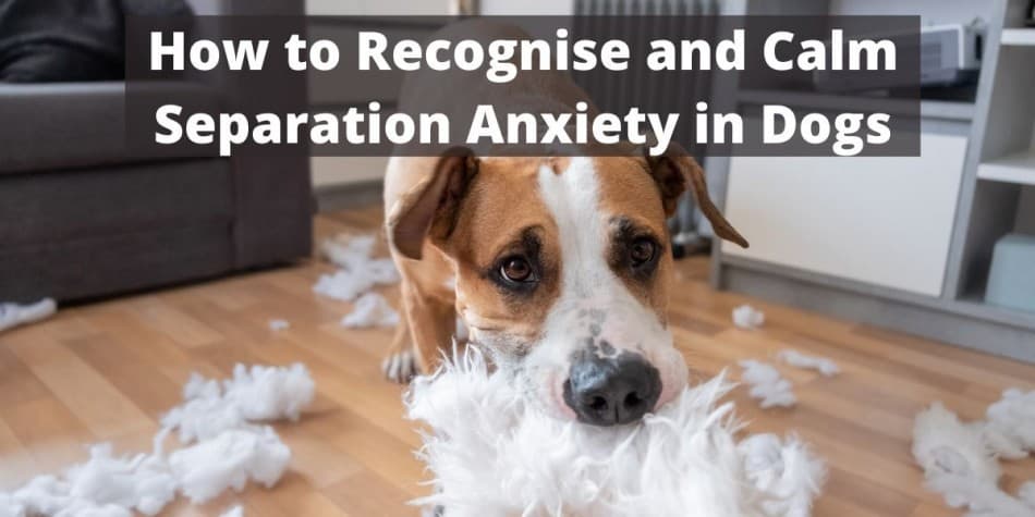 How to Recognise and Calm Separation Anxiety in Dogs