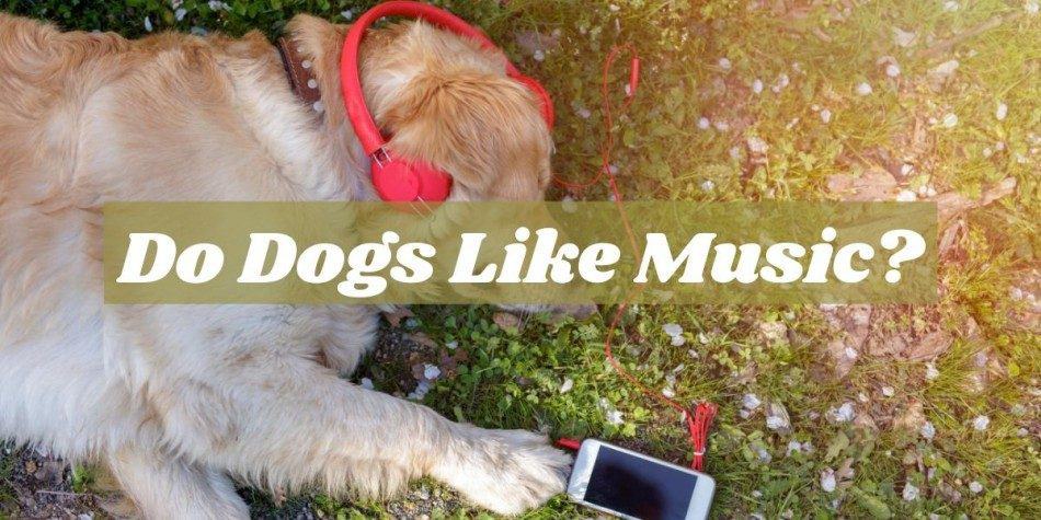 dog listening to music