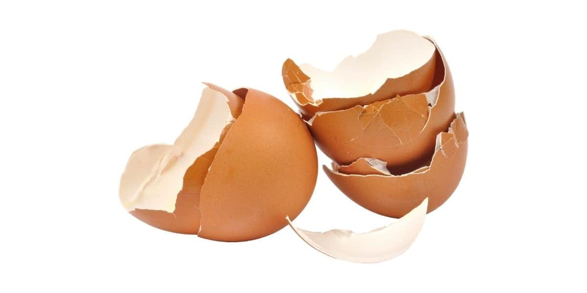 Can Dogs Eat Eggshells? Are Eggshells Dangerous for Dogs? Bowwowtech